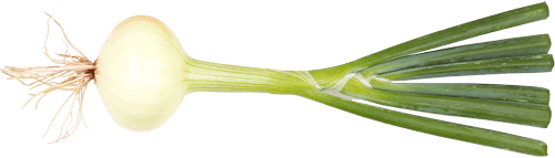Frisches Gemüse – Gasthaus zur Linde
